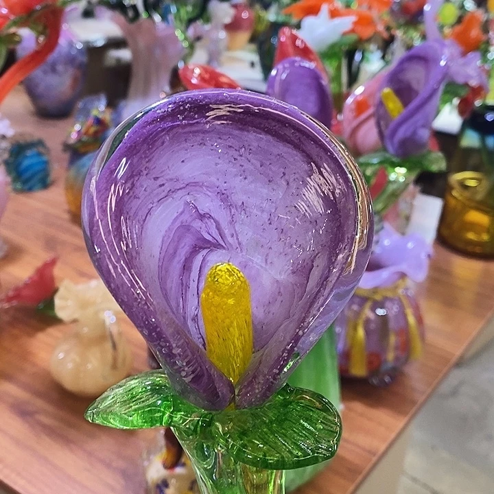 马蹄莲花高45厘米左右