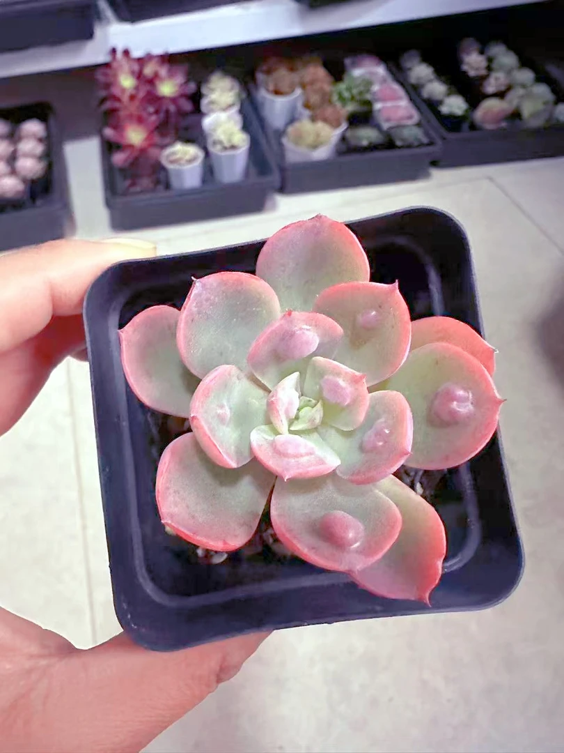 状态雨滴多肉植物 （满9.9元包邮发货）