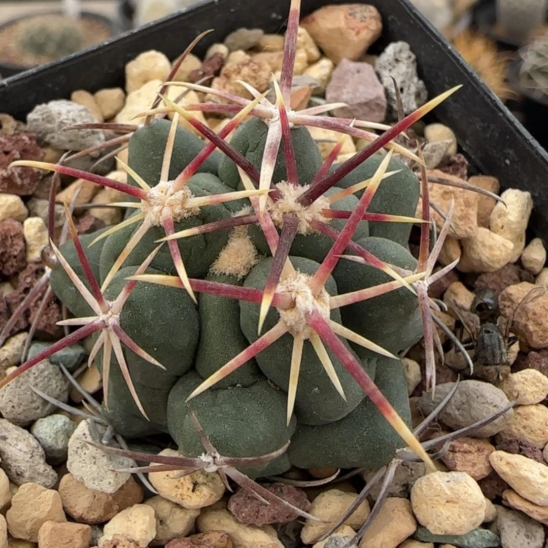 06实生大红鹰多肉3.5