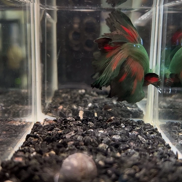 斗鱼竞拍跑单拉黑30日4