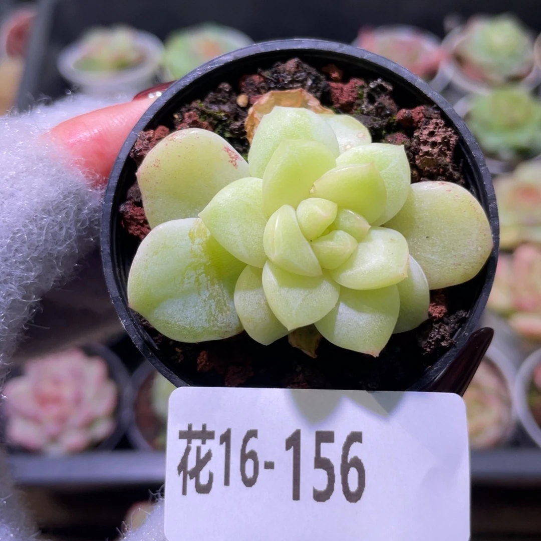 花利美16-156新品