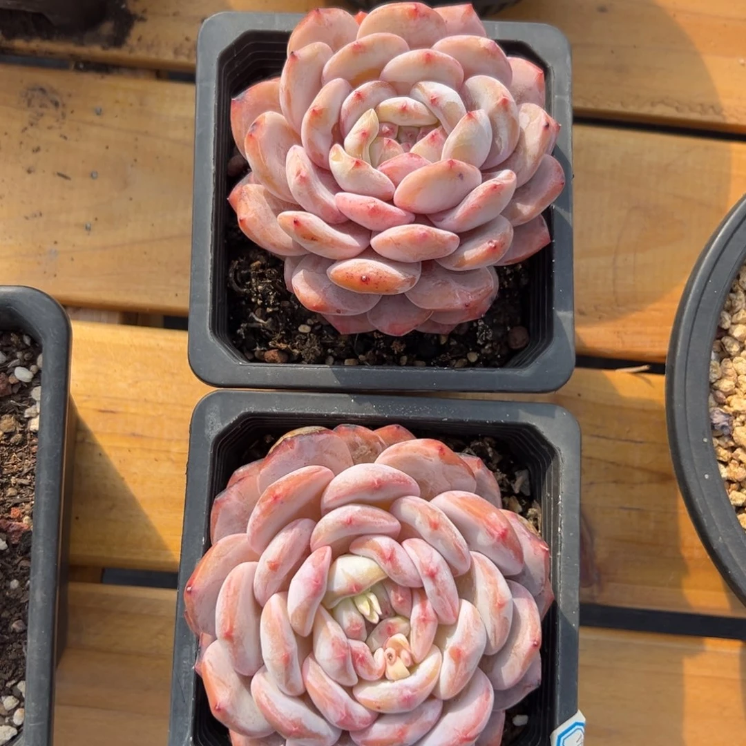 眰*闪购2两颗精控单头橙子