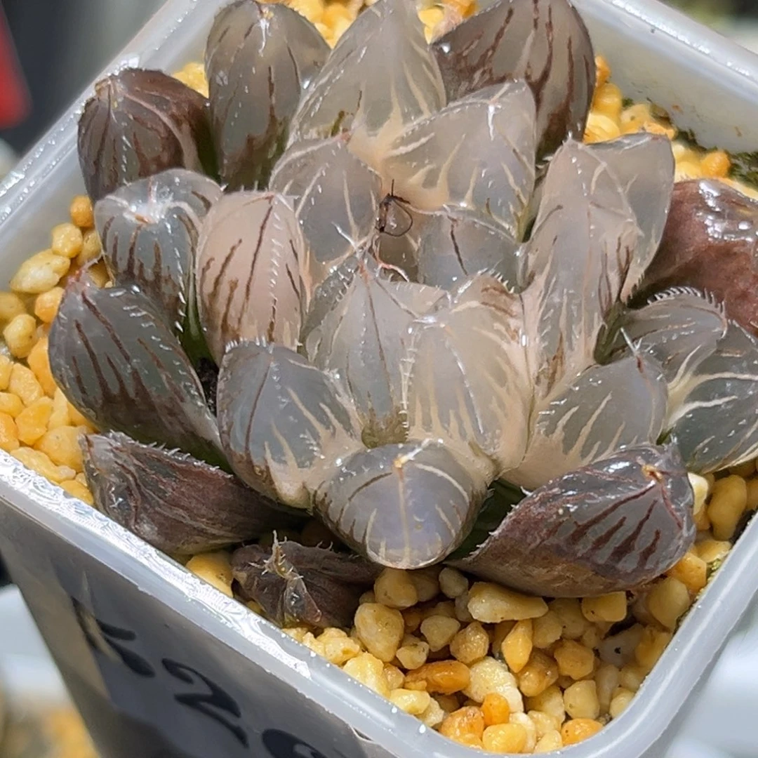 恭喜发财大吉大利5267望舒