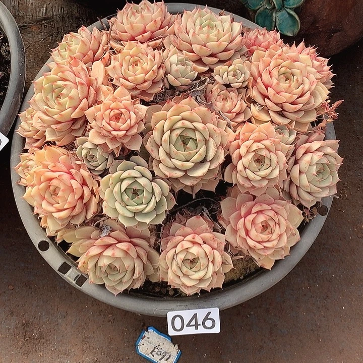 046笨巴蒂斯 一物一拍多肉