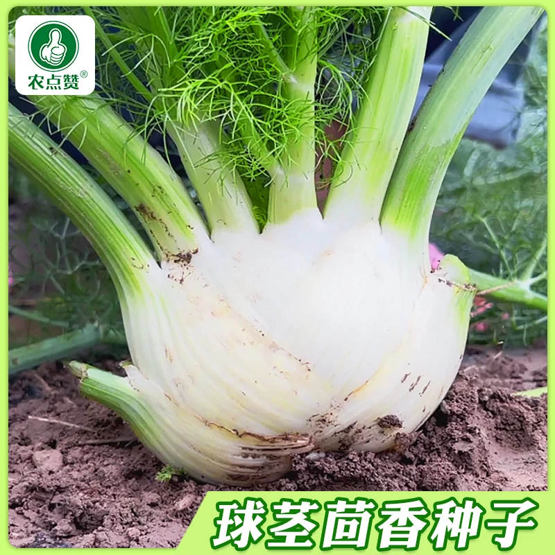 【球茎茴香种子】割茬小茴香结球四季播种孑阳台盆栽蔬菜