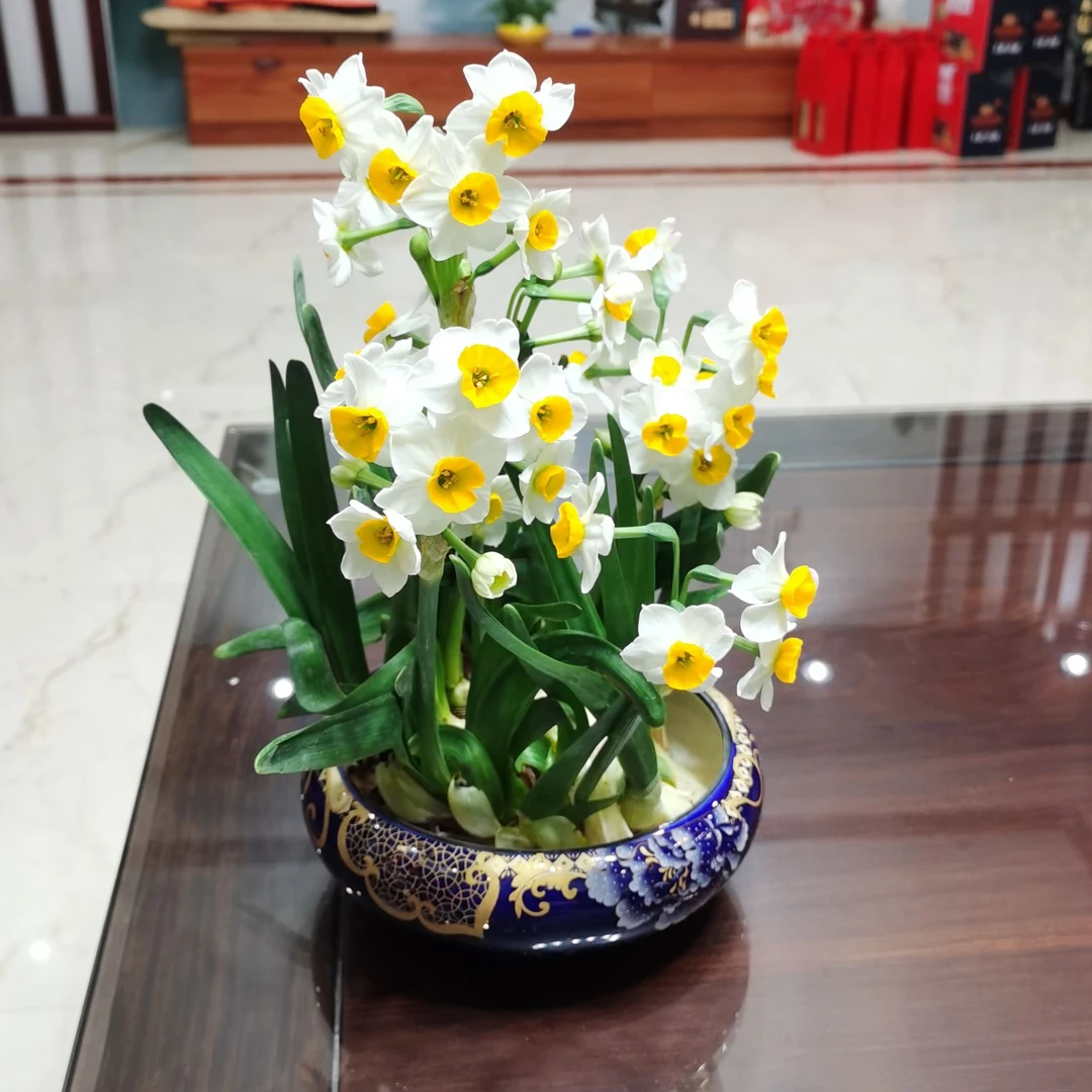 【单瓣】漳州水仙花雕刻花王造型养护好带花苞浓香型冬季花卉