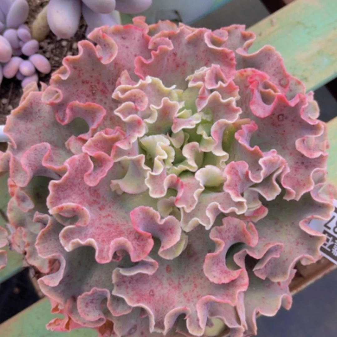 【闪购商品】高砂1087