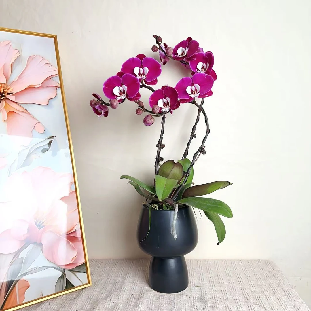 桦艺优选【米歇尔】欧品蝴蝶兰花卉高雅轻奢高级艺术盆栽组盆系列