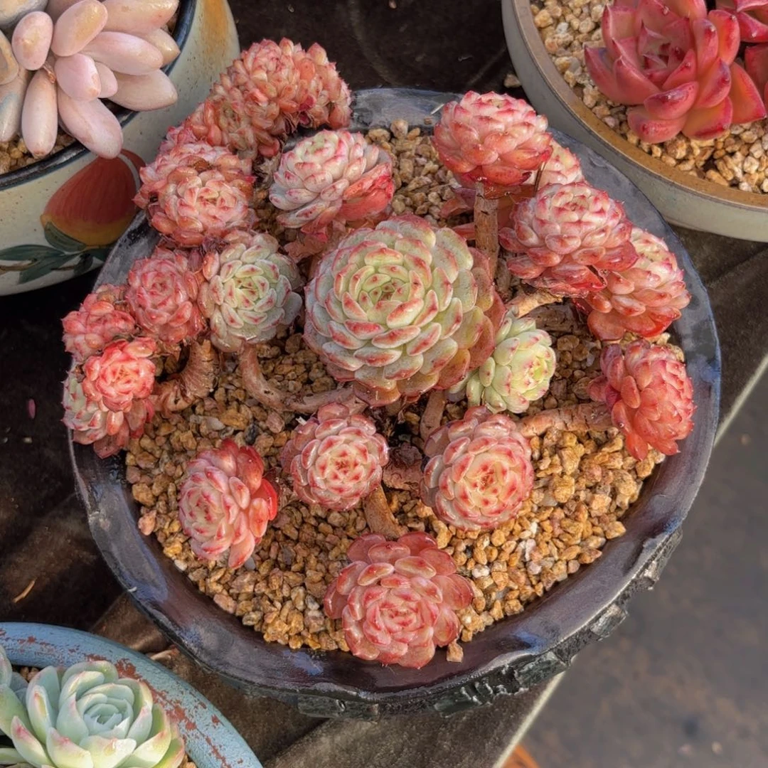 一物一拍，白胖子群