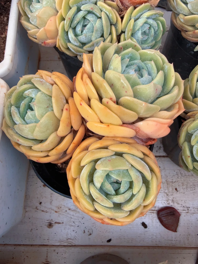 120#老桩3-5头劳林无砍（12-15cm）脱土