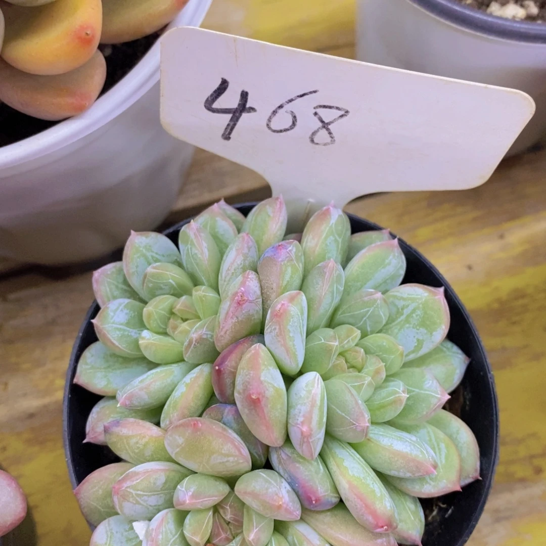 开心多肉，炸，一单包邮