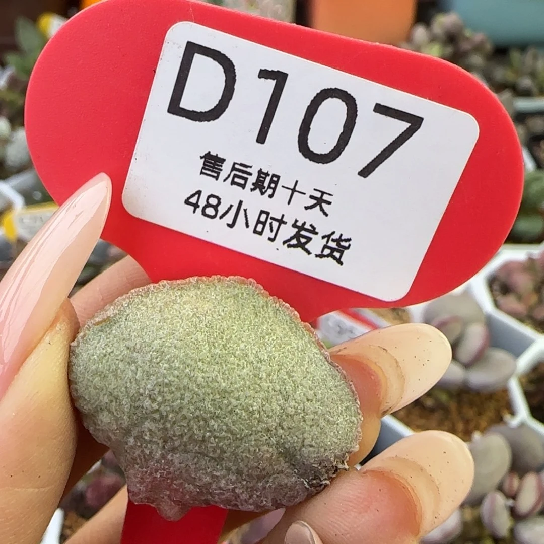 福利炖肉。    107。