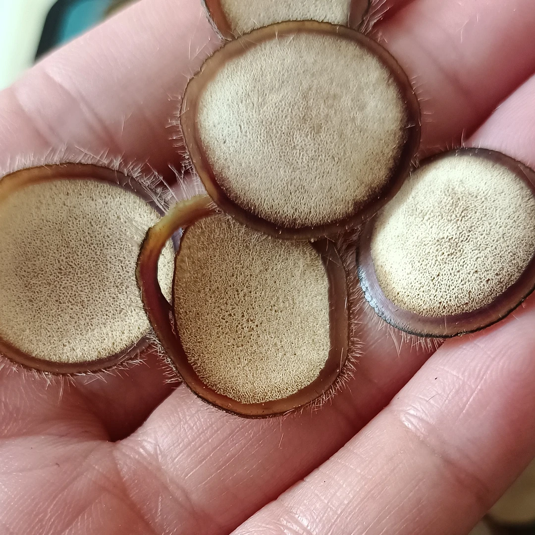 东北鹿茸片足干20克