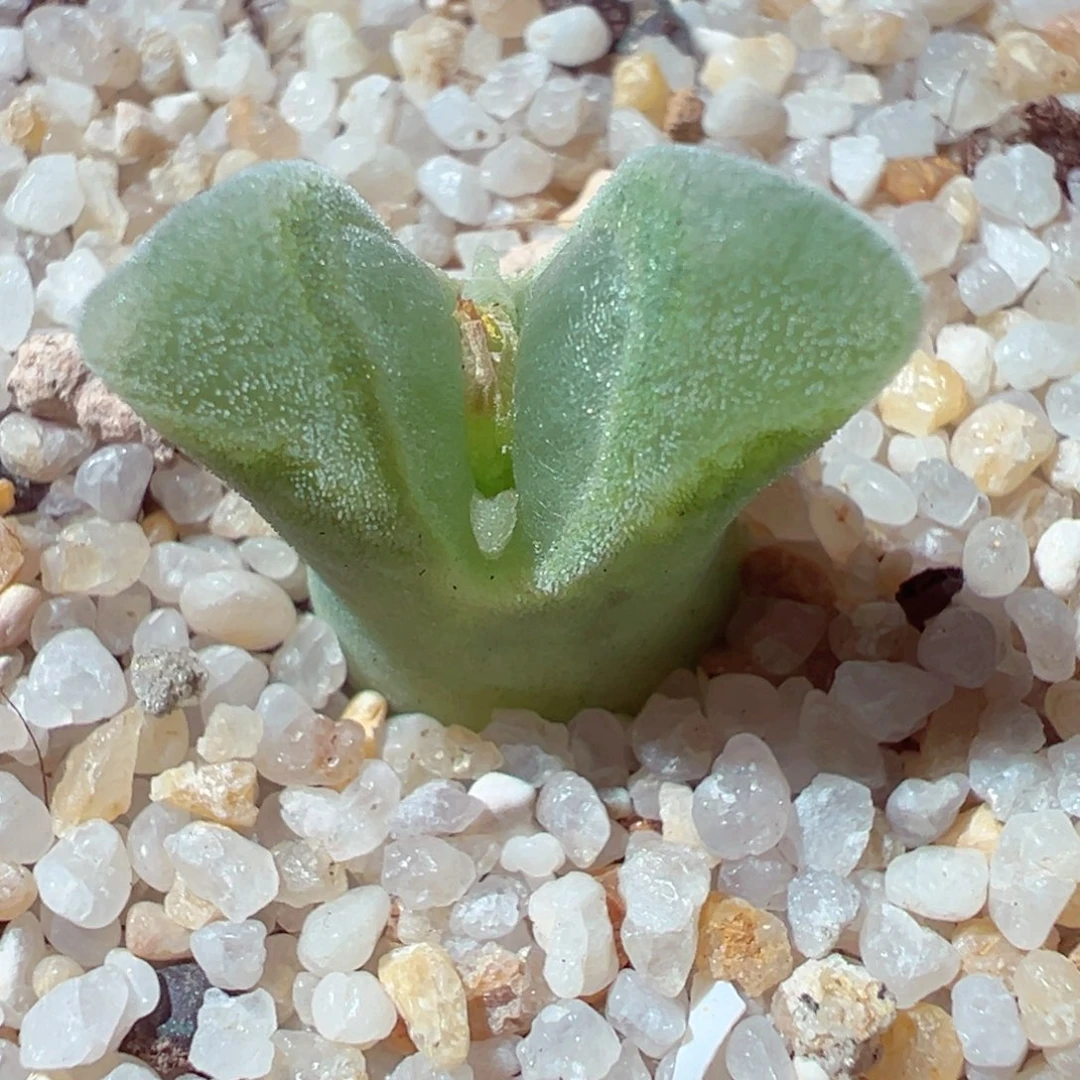 1229-361多肉多日