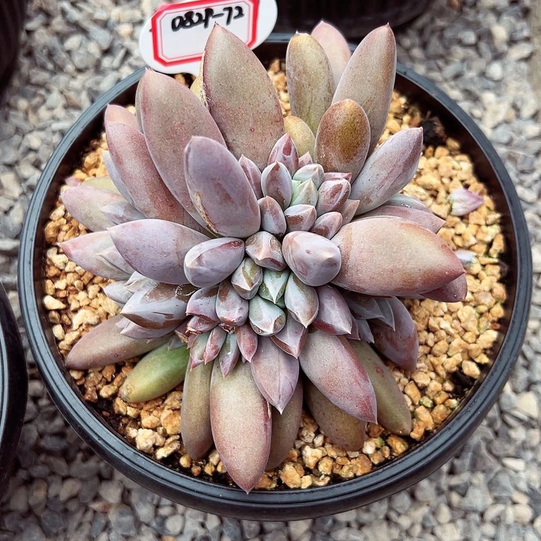 0829-72焦糖哥特萝莉