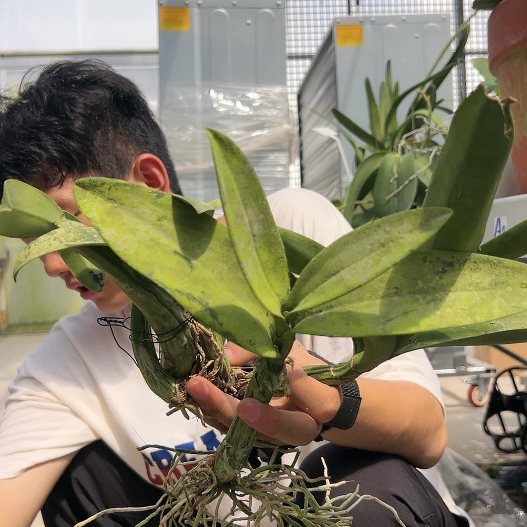 当前无花朵，栽培后可花朵克里斯汀 裸根 一份