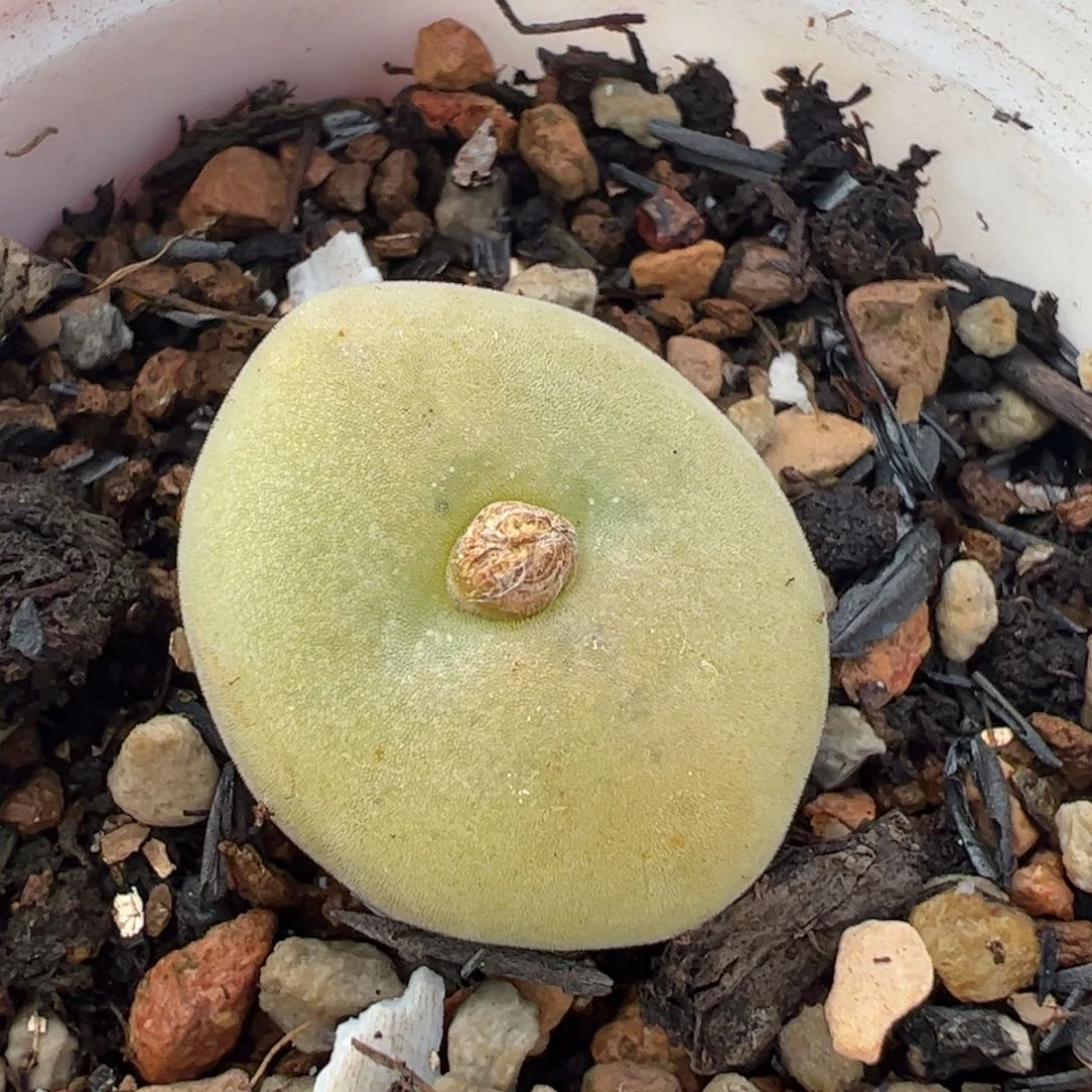 453多肉植物百科