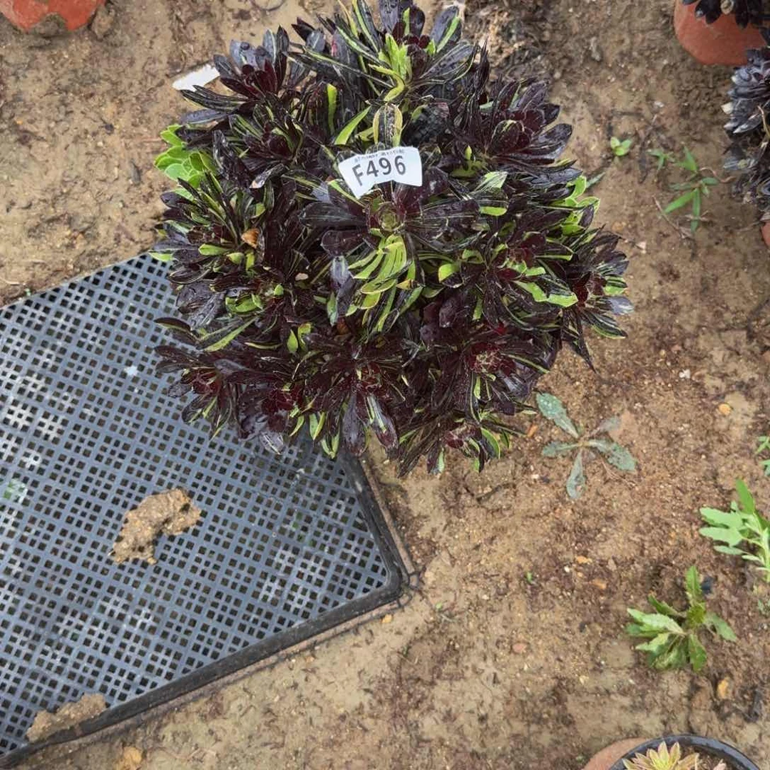 ?****࿐496水墨丹青。多肉植物