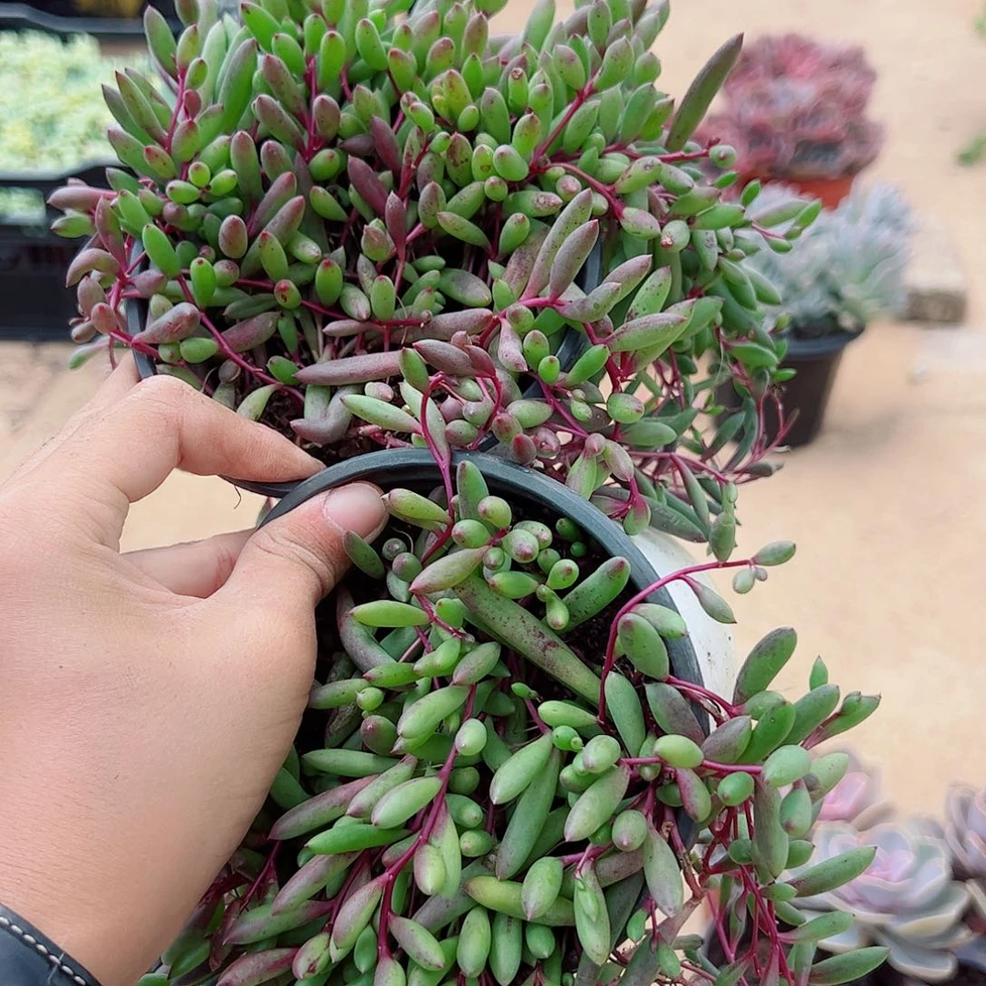 紫玄月带盆土精品特价二盆