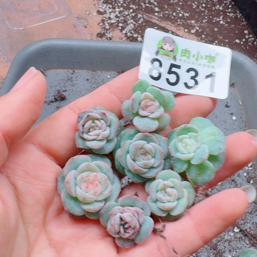 多肉植物多肉植物