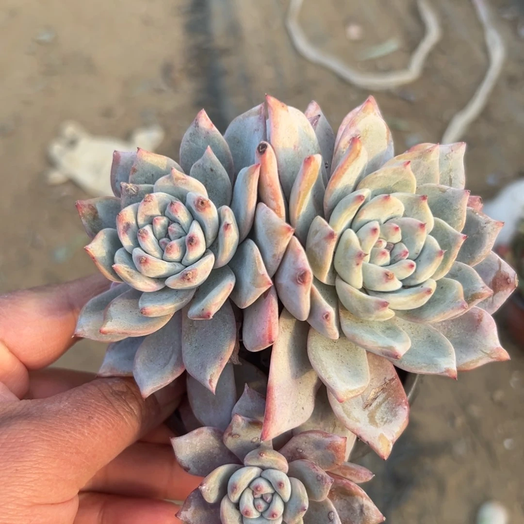 多肉植物多肉植物