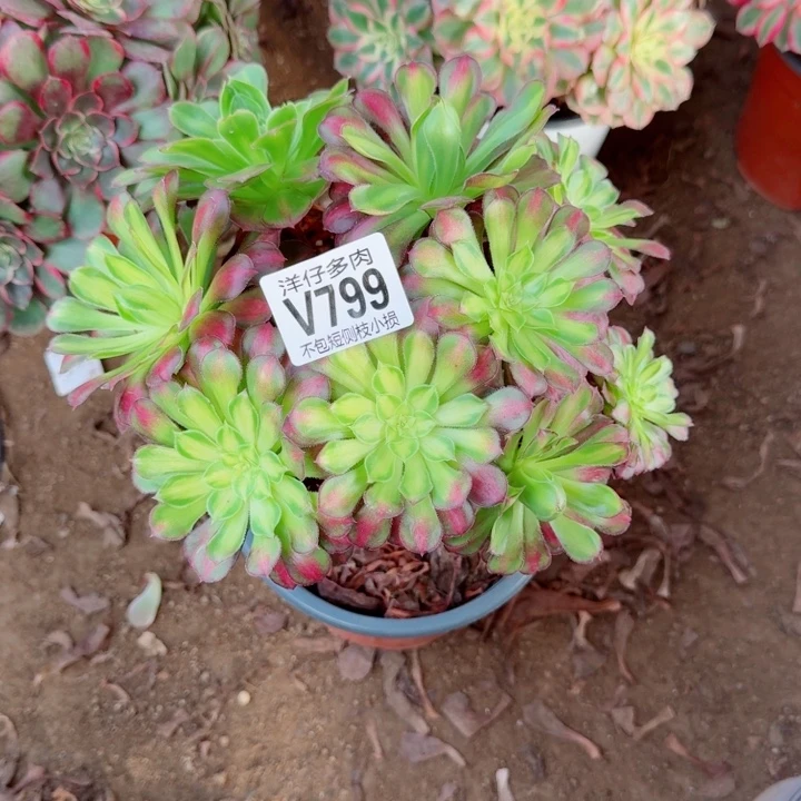 红同法师799冠幅20