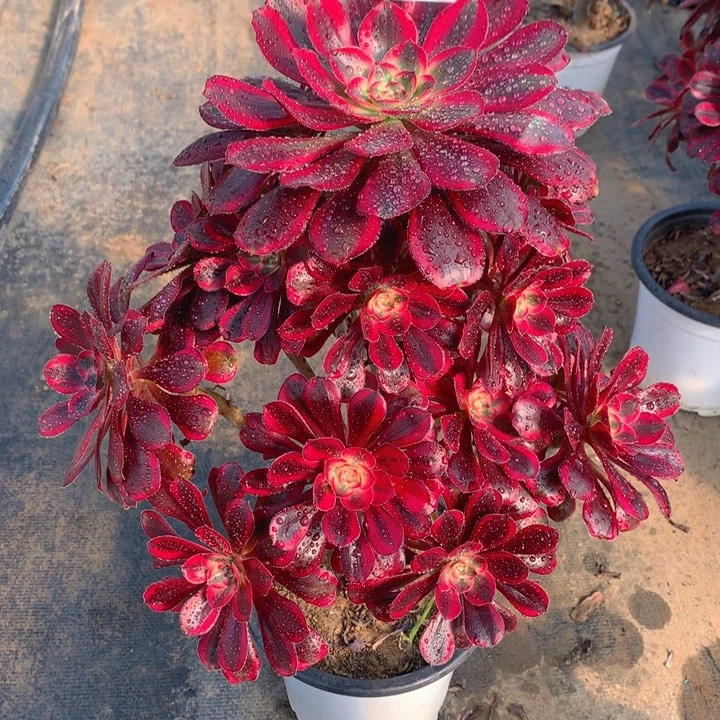 の***简405香奈儿多肉法师