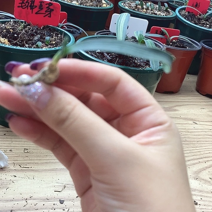 完全开放君子兰君子兰君子兰