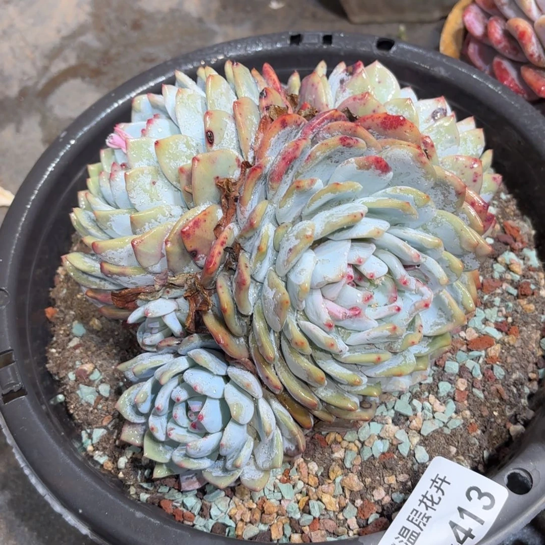 小*妹同温层多肉雪天使413