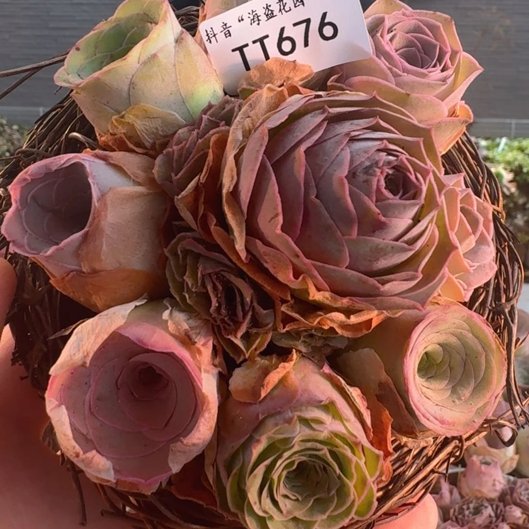 TT676 鸟巢花篮玫瑰组合