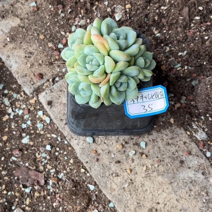 神***姐冰玉多植物群，，，，，