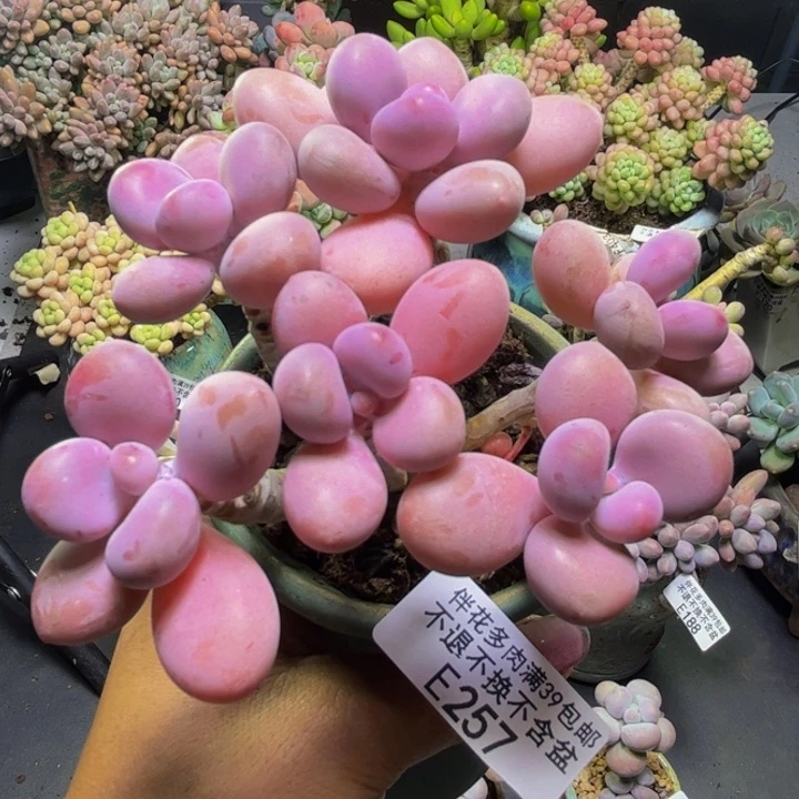 糖果桃蛋257/9cm多肉
