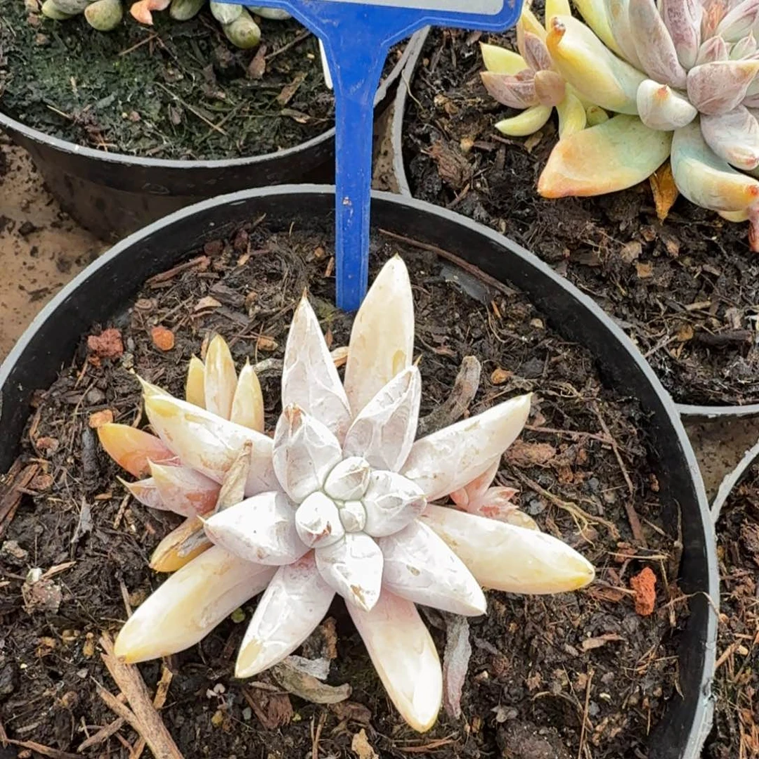 多肉植物漂亮多肉180