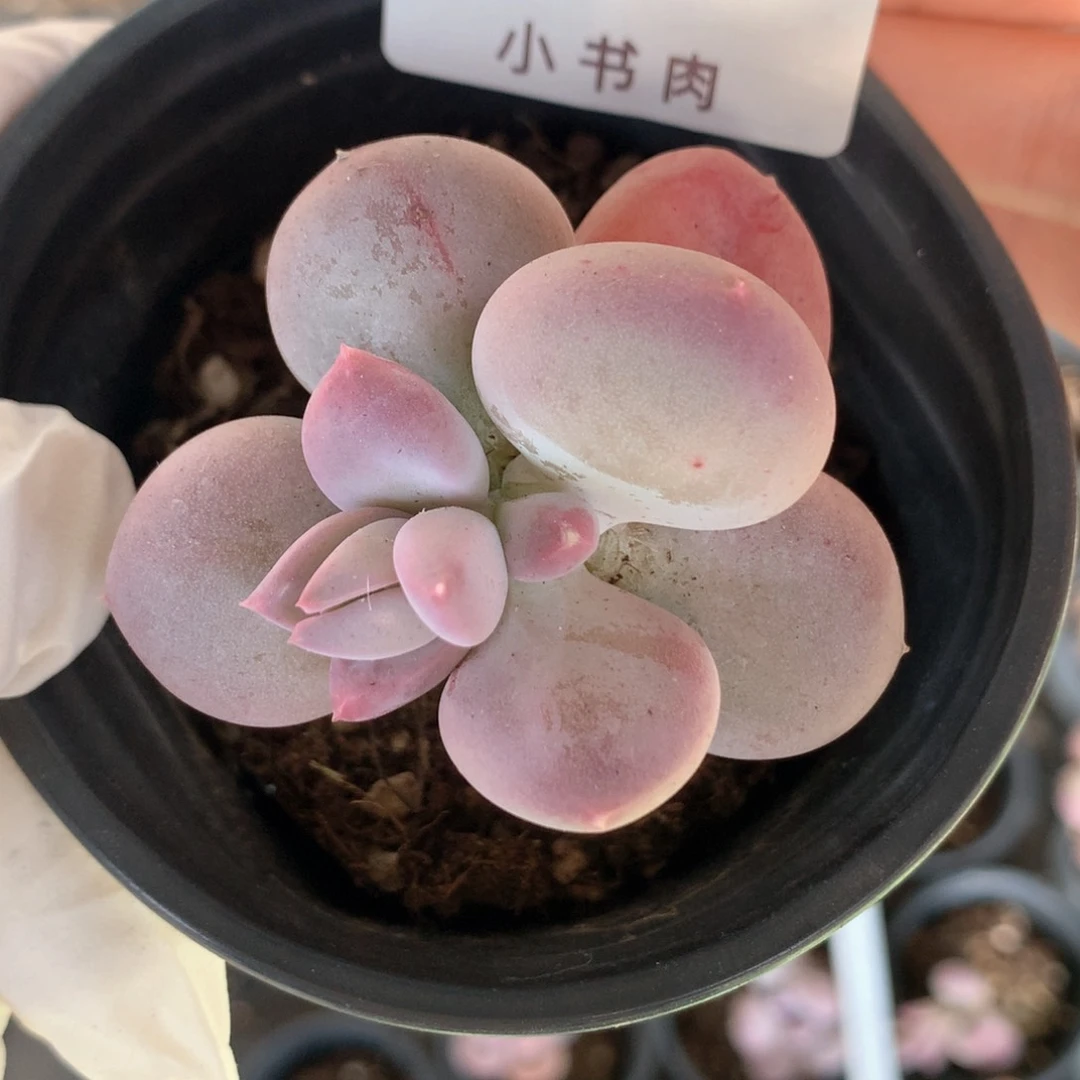 小屁桃小屁桃小屁桃346