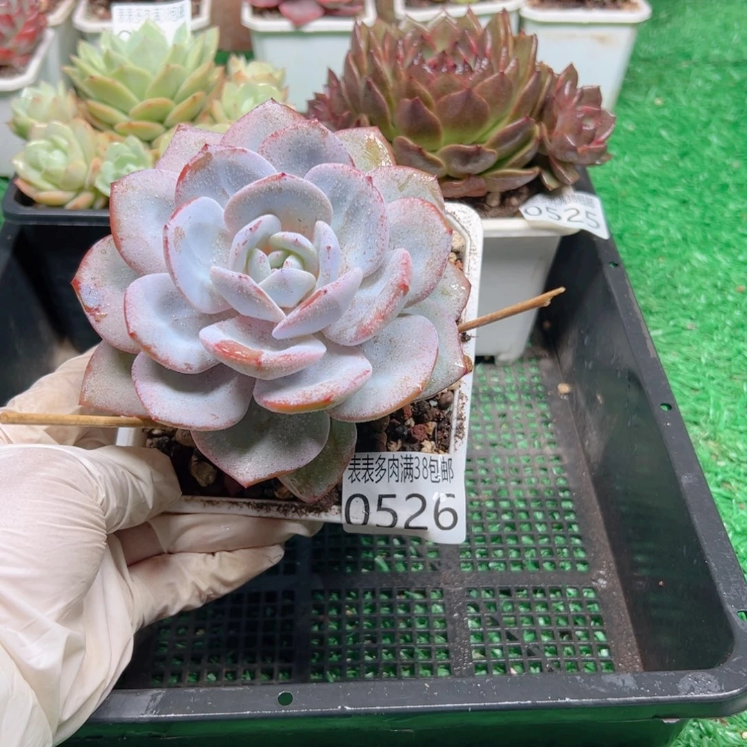 无花朵多肉一物一拍植物0526