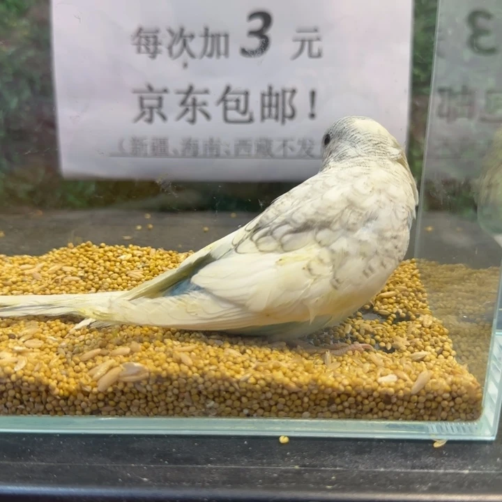 虎皮鹦鹉大头虎皮鹦鹉
