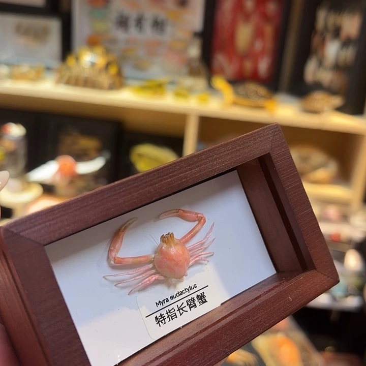 真实特指长臂蟹标本