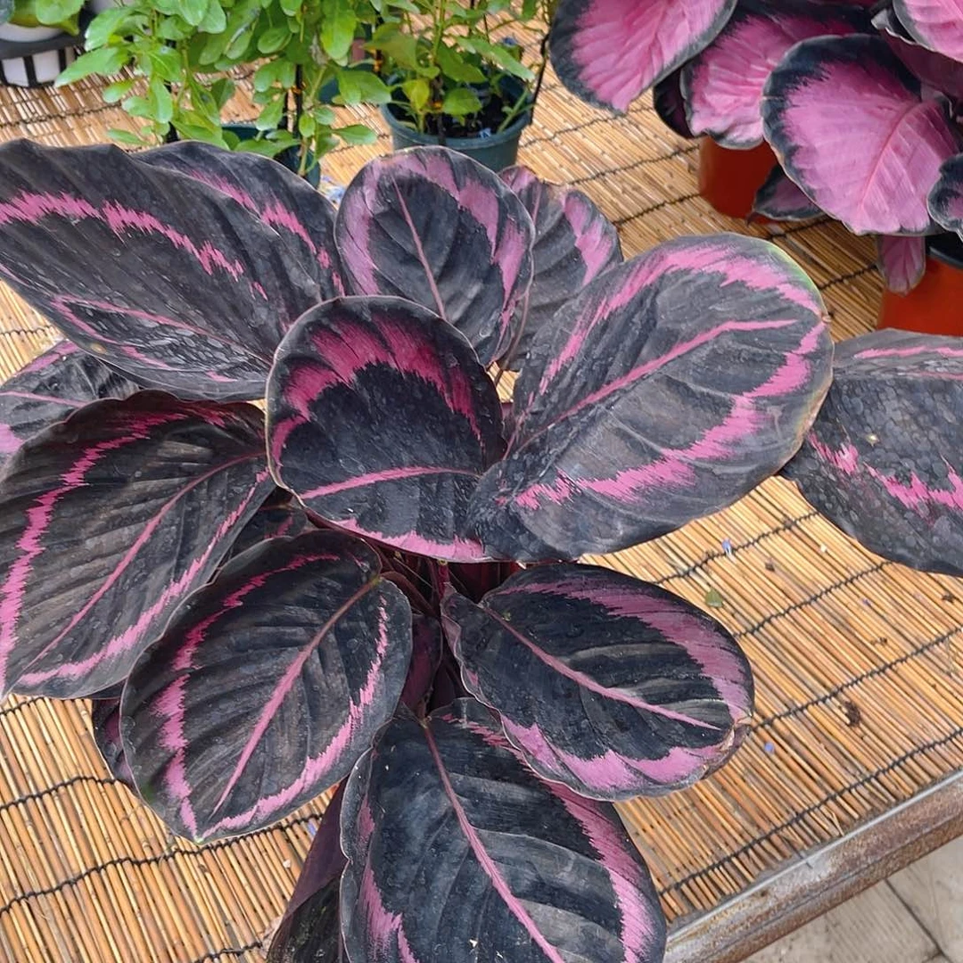 完全开放彩虹竹芋特价