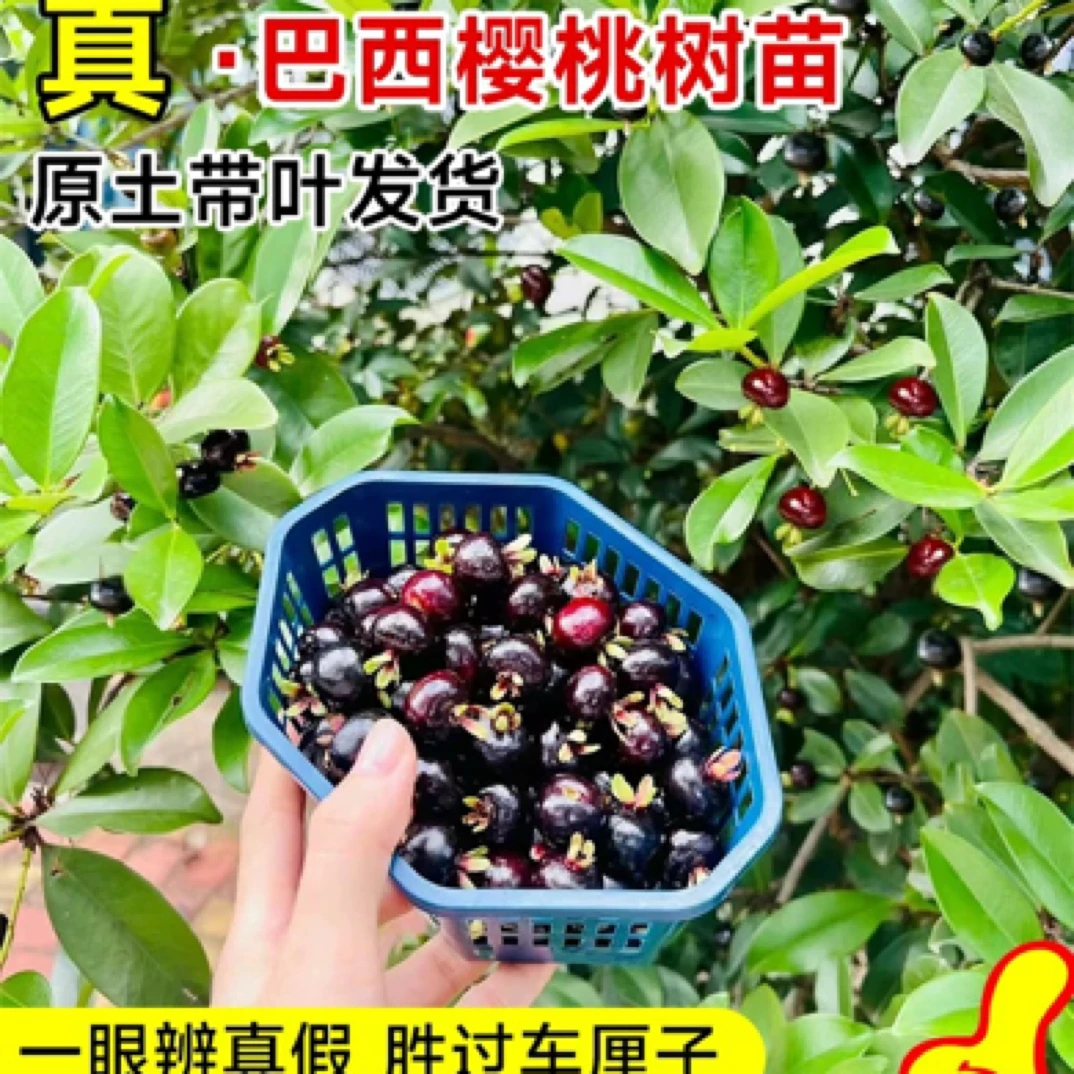 巴西樱桃树苗车厘子大樱桃苗树苗南北方种植庭院地栽盆栽带土带叶