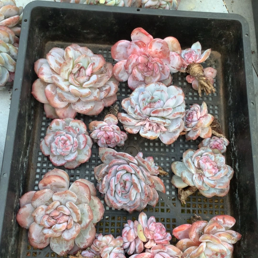 哈哈哈哈哈哈哈哈石榴籽