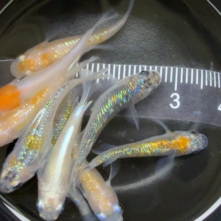 青鳉鱼混搭鱼11号