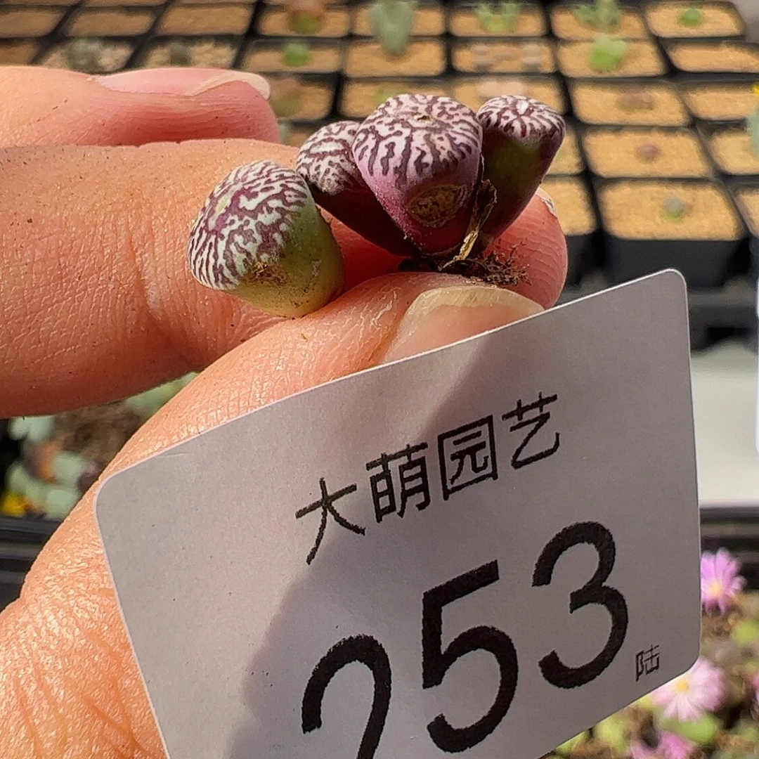 一物一拍。     253