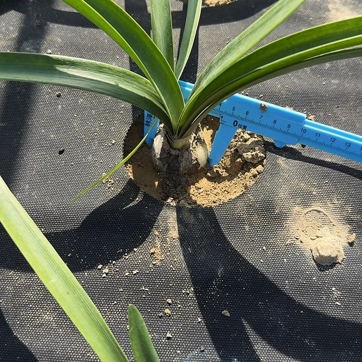 紫钻朱顶红一棵4.2