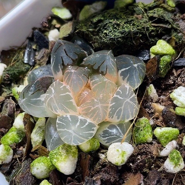 770糊斑龙爪锦特选福利