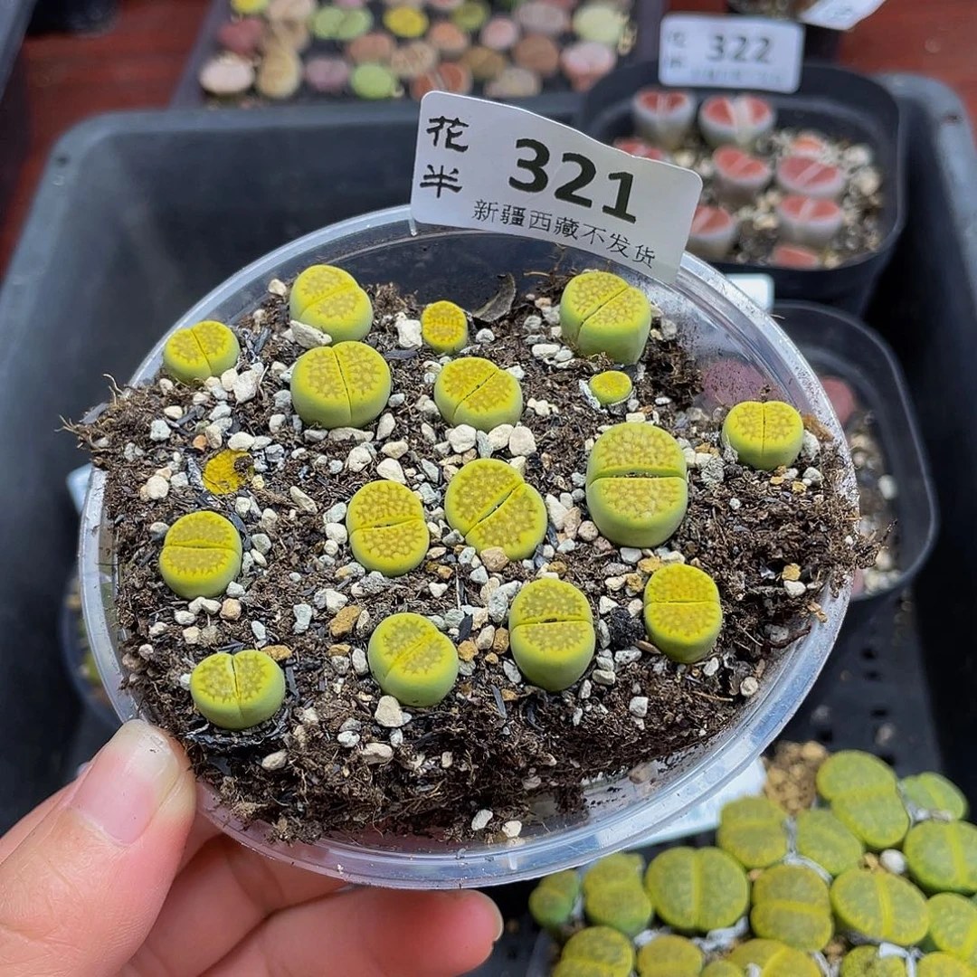 321000000花花花花花花花