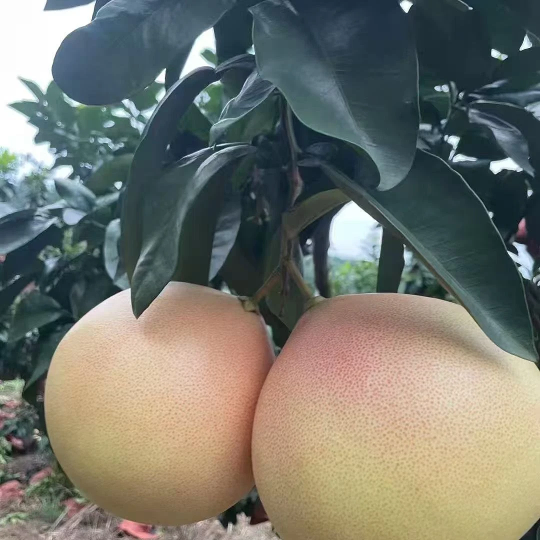 正宗梅州三红心蜜柚老树头茬鲜果现摘现发清甜多汁