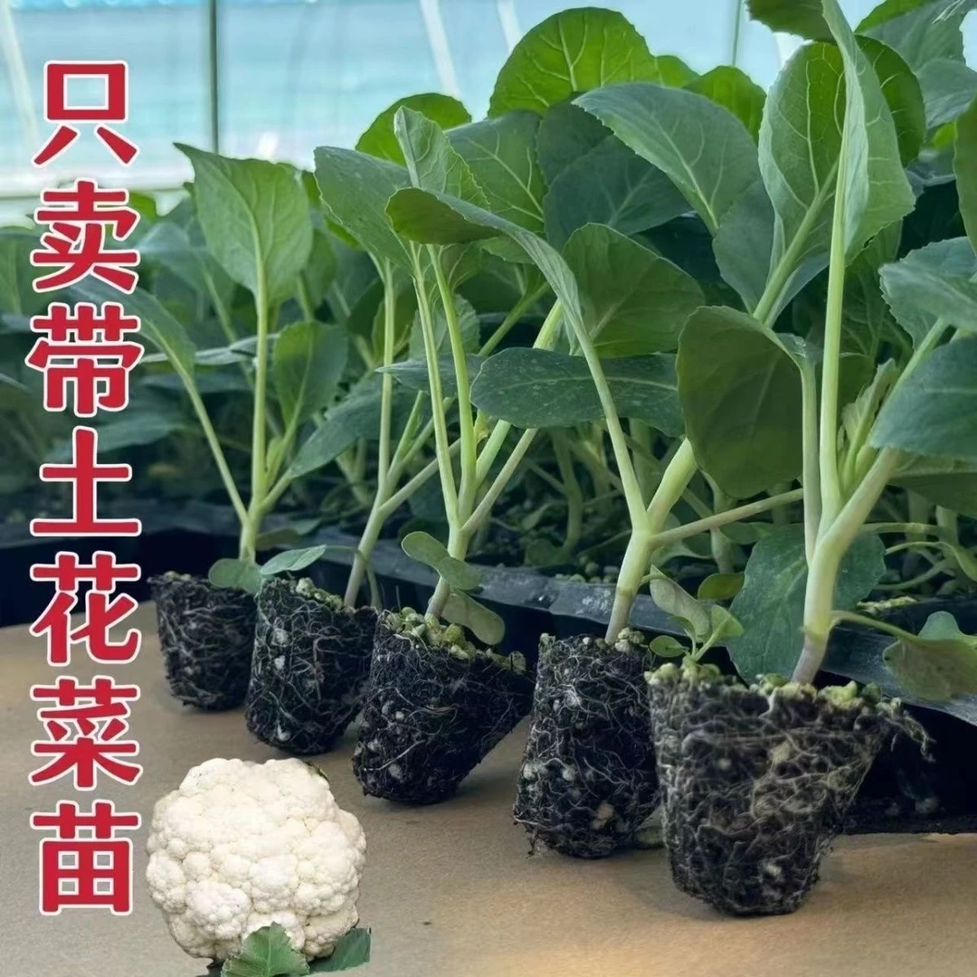 正宗有机花菜秧苗松花菜优质蔬菜秧苗基地带土发货阳台庭院易种活