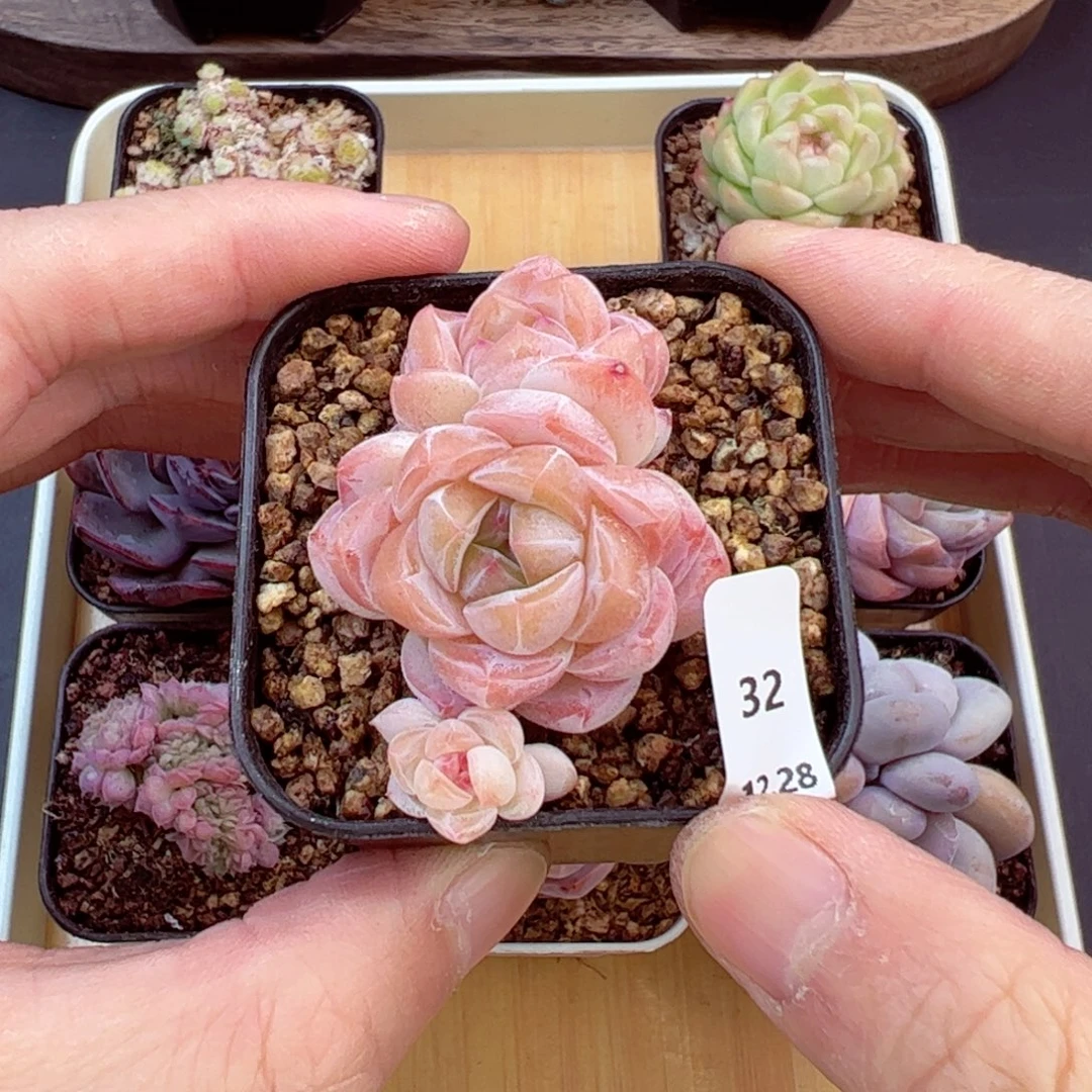 好好看32、哈哈哈哈