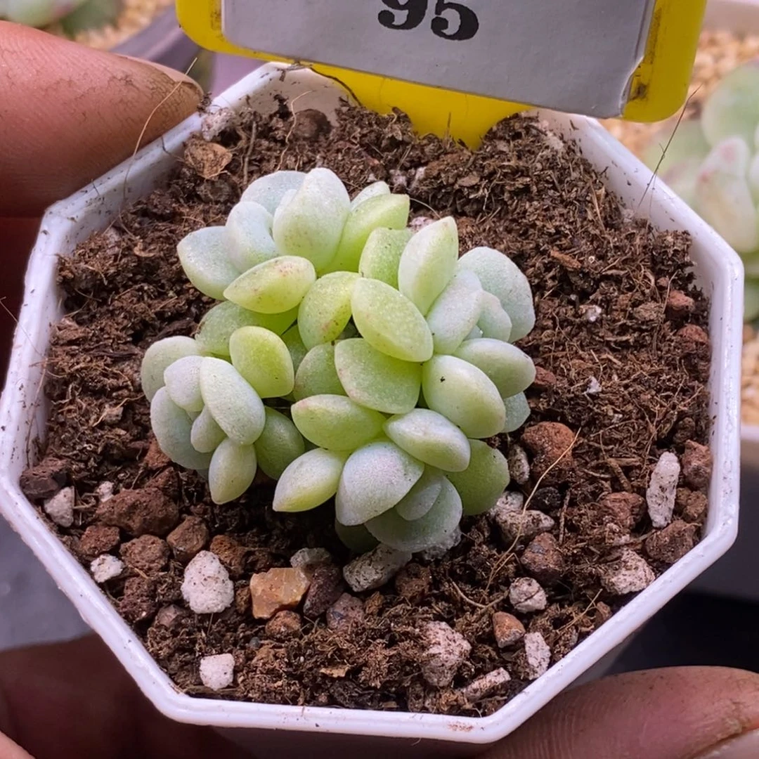 295.冰玉石化4头群……