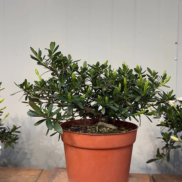 鉯****无花朵腊玉栀子花